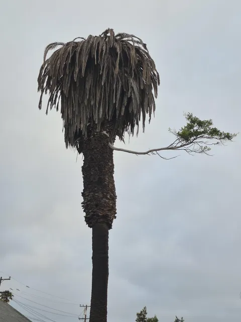 This palm tree has a different type of tree growing out of its side