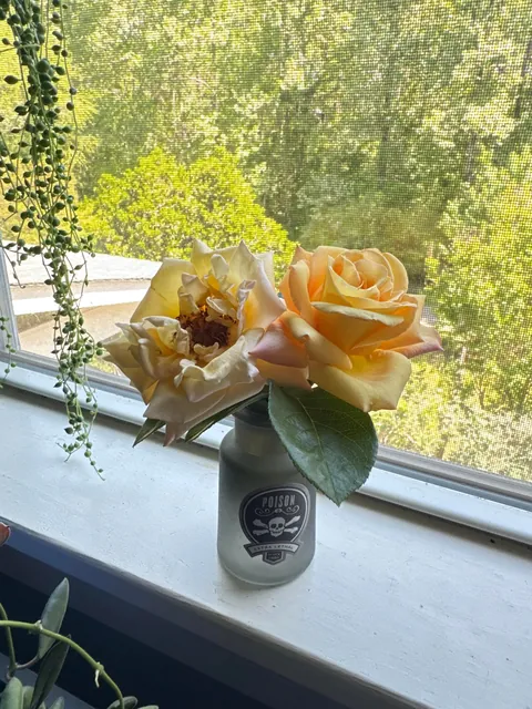 This was free and dying at home-depot 8 years ago and look at her now