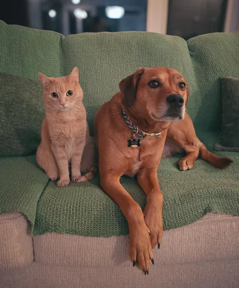 anyone else have a bonded pair that's a dog and a cat?