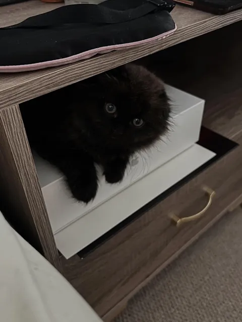 Does my kitty qualify as a black cat?