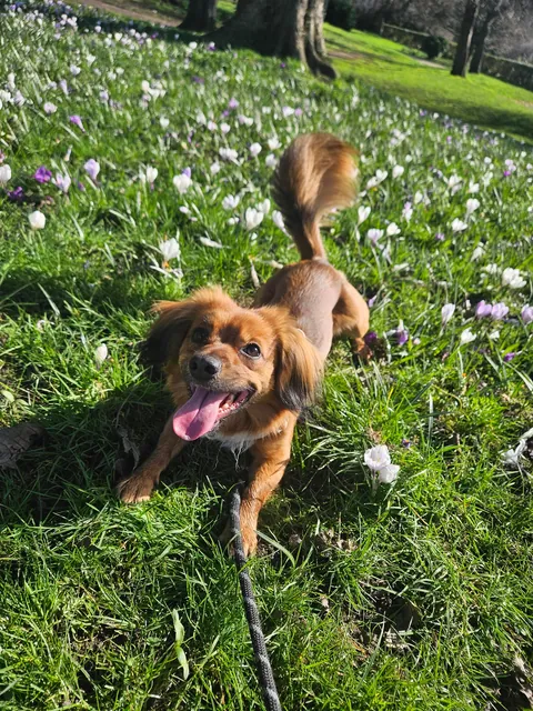 Kevin enjoying his spring walkies in the sun