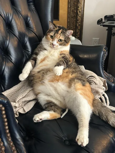 I swear she’s not this fat she just sits funny 😭😭😭