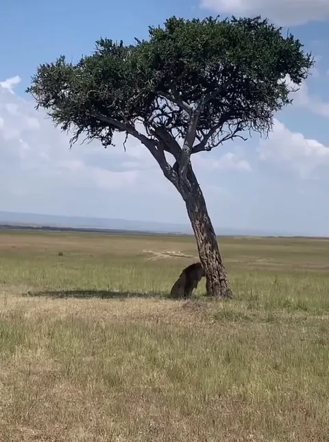 How Newton discovered gravity