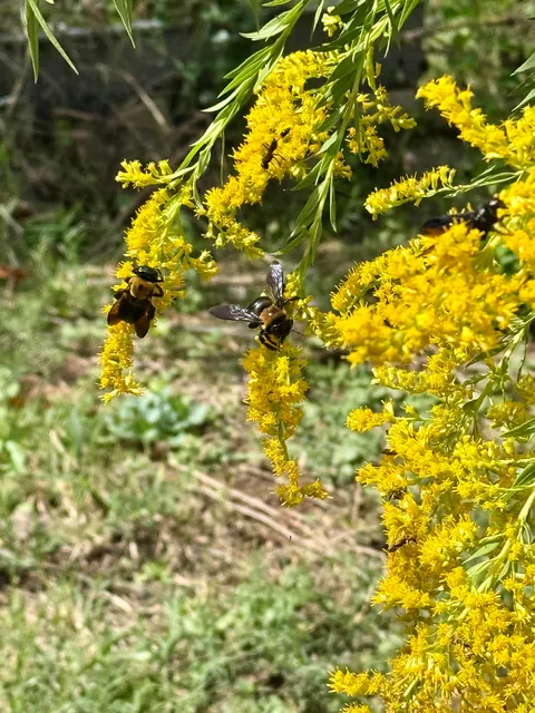 Goldenrod caused an all-out POLLINATOR RAVE  ™