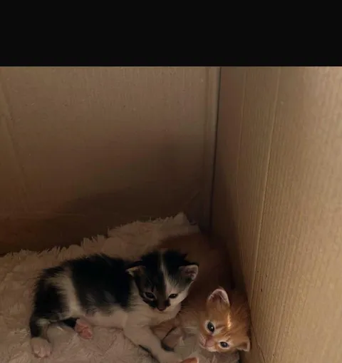 Which kitten to adopt