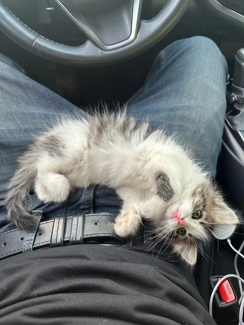 Founds this little one all alone in a parking lot a few days ago. She’s too cute and sweet.