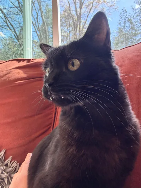 Cats teeth pushing out/getting longer?