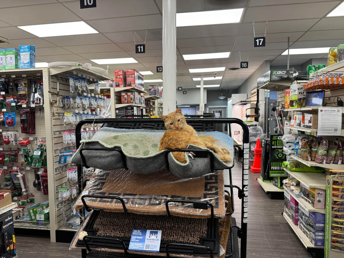 I met this cat that lives inside of Ace Hardware