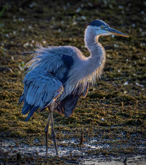 🔥 Great blue heron