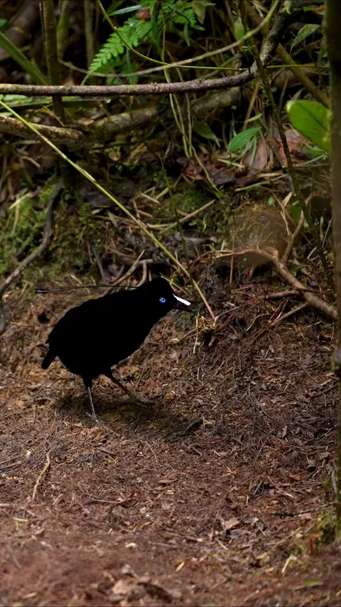 🔥 This little bird of paradise is practicing its dance to impress the ladies - [OC]
