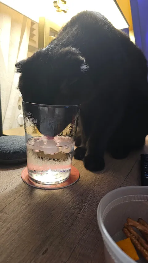 Are my cats ...okay? be honest