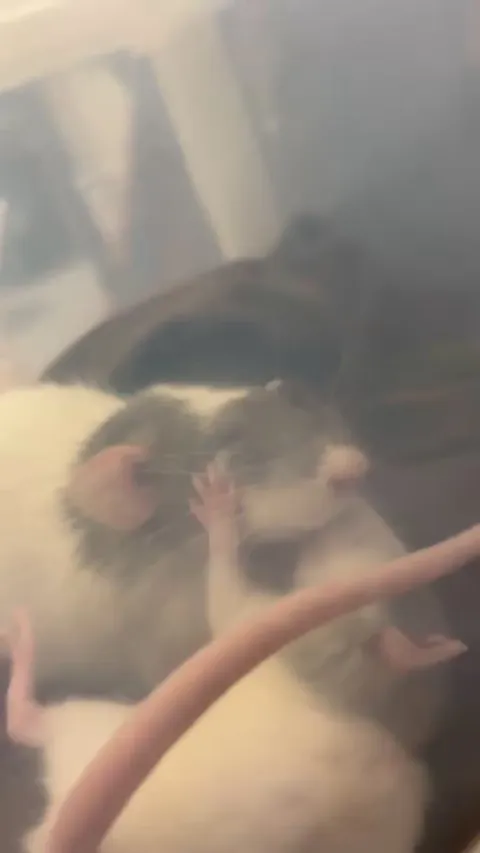 what are they doing??