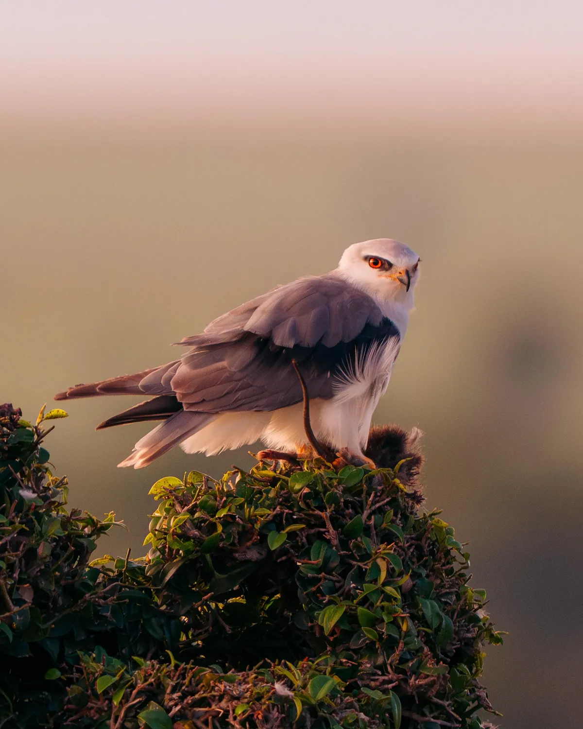 ITAP of a Black-Winged Kite