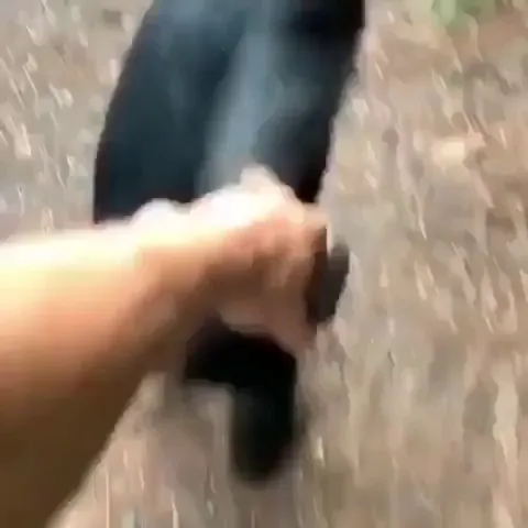 Chimps are 2X stronger than your average human