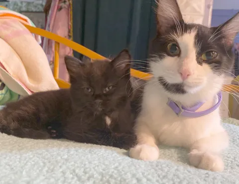 My cat had one single kitten and she is so proud of her baby void!