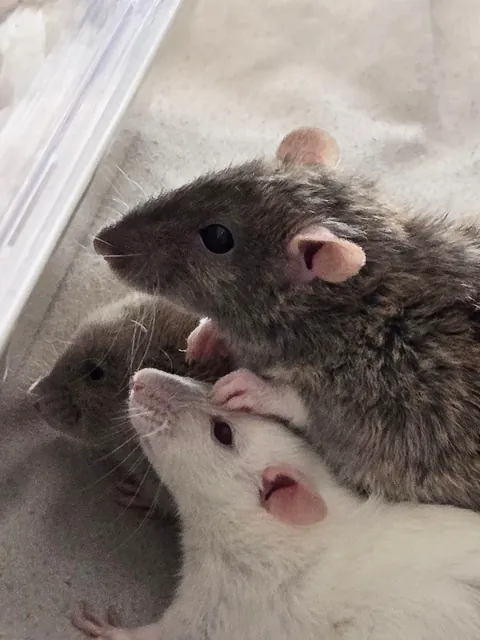 Jimily &amp; friends rat photos dump!