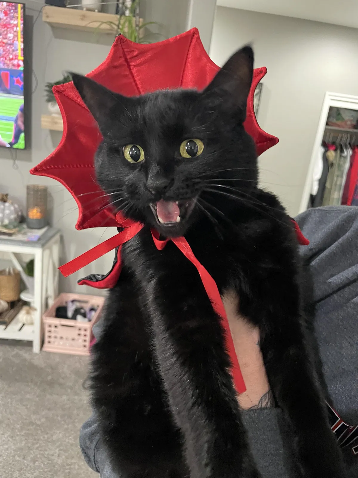 Pepper the vampire cat