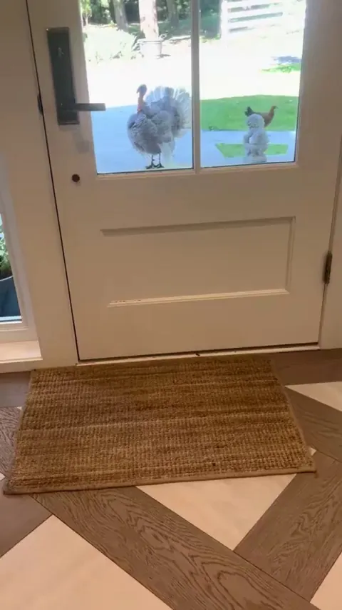 They have 5 acres to roam but they all squat at the front door