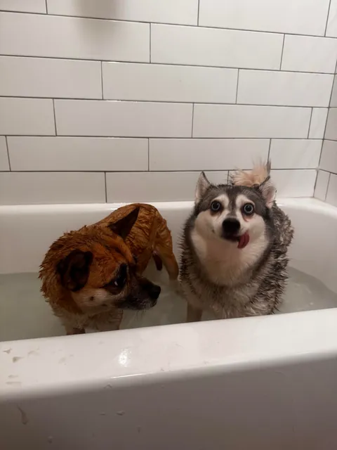 moon moon and debbie love rolling in mud ESPECIALLY in the morning 🥲