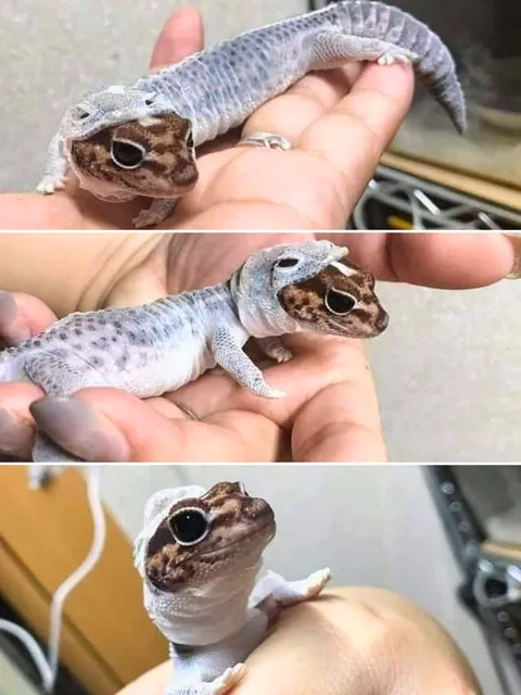 A tiny lizard going through the process of shedding its skin.
