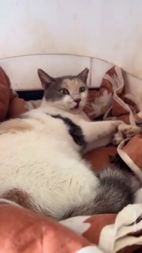 This cat was paralysed until this miracle happened. 🙏