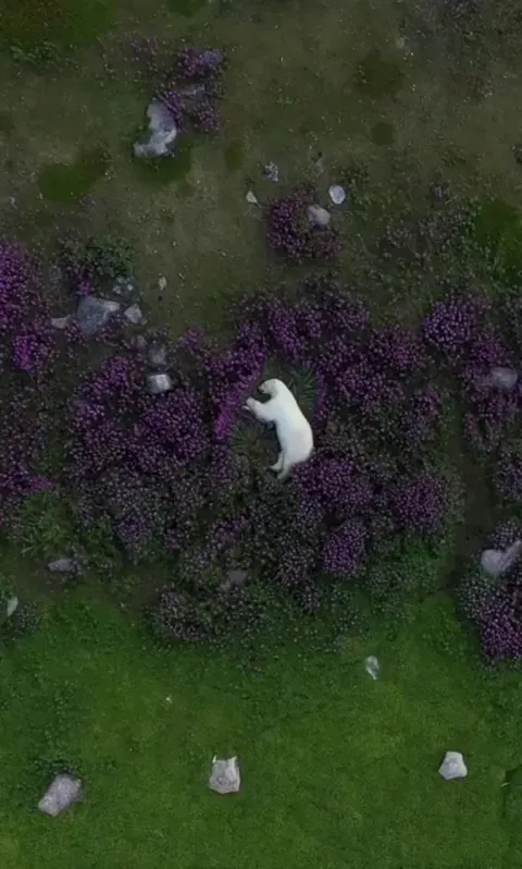 Polar bear sleeping in a field of flowers, footage by Martin Gregus