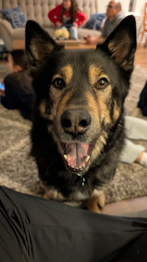 Very happy puppers before and after getting called a good boy