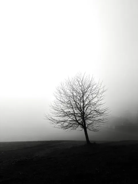 Whispers in the Fog