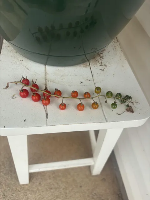 My dad’s tomatoes grew in a gradient