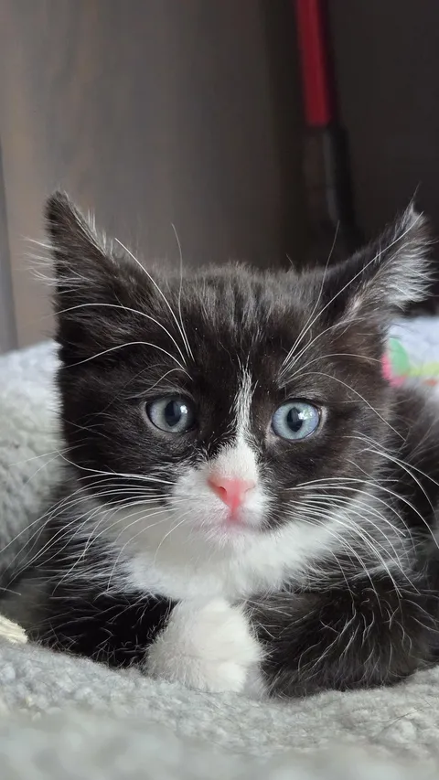 My new kitten, Polly 🩷