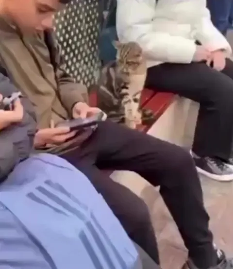 Stray cat tests strangers kindness before snuggling up with him