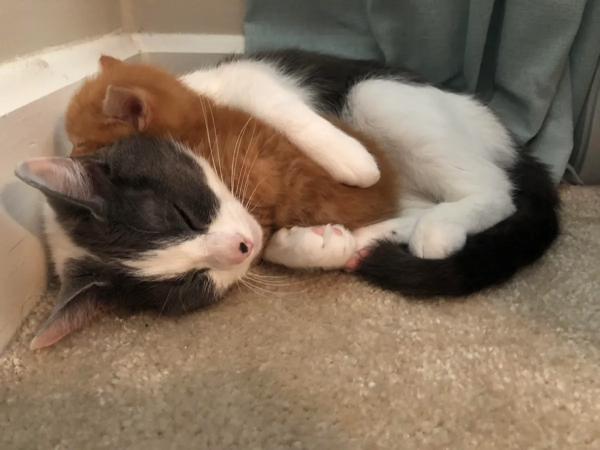 We got a new kitten, but I think our cat got a new kitten.