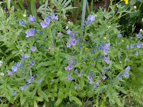 Summer flowers