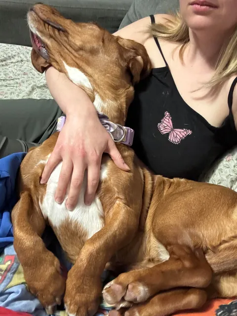 My basset hound is ridiculous looking