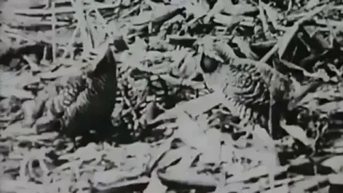 🔥Genuine video footage of animal species that are now extinct. 