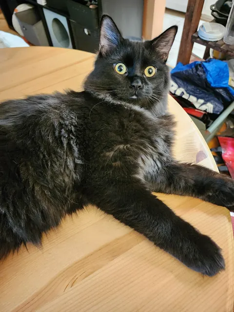 Anyone else have a void with 'frosted' tips?