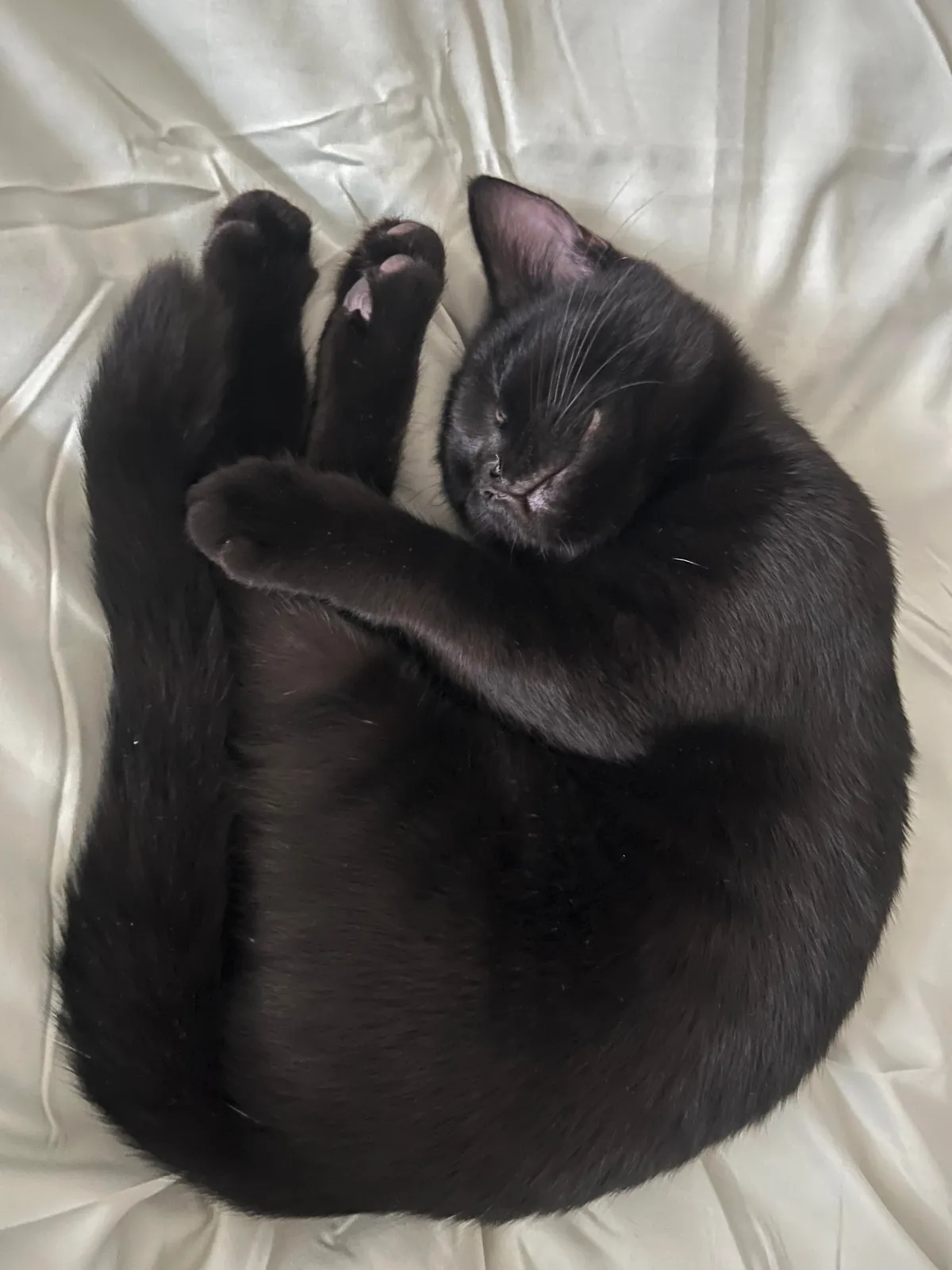 Happy National Black Cat Day to all of your babies 💕