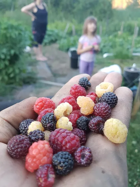 Three strains of raspberry from the garden.
