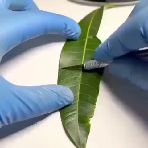 Real-time oxygen production on a leaf 🍃
