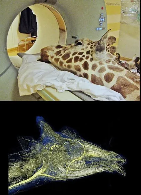 Some of my favorite images of animals getting CT scans