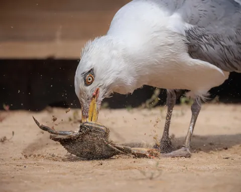 Duel between a Gull and a crab defending her eggs.