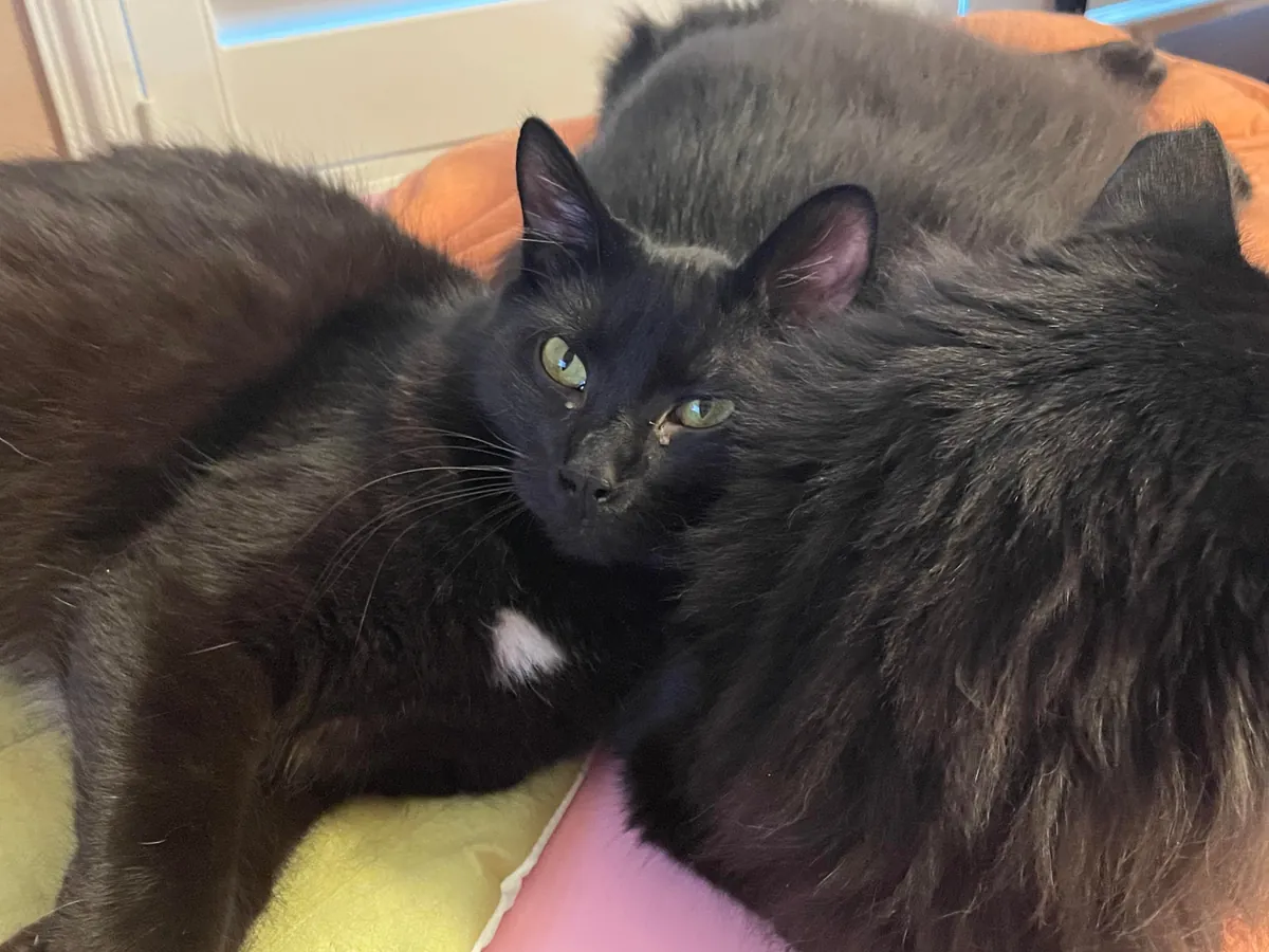 My two voids snuggling and loving on each other