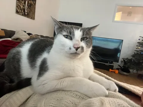 I’ve been really struggling with flu lately, and out of my 3 cats, the most grumpy/standoffish one has decided to take charge of being my primary doctor. 