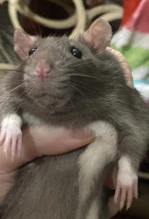 lewis spent all of last night screaming at his elderly cage mates. shame him