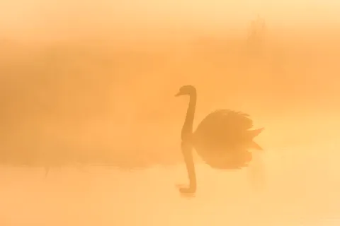 Swan in the early morning