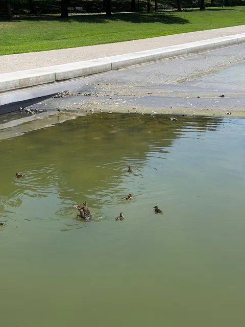 [OC] Ducklings swimming in the half drained reflecting pool in DC