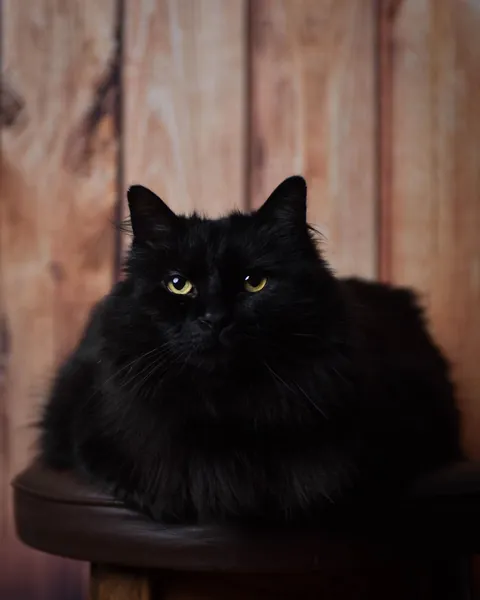 say hi to Clumsy, a former hungry street cat