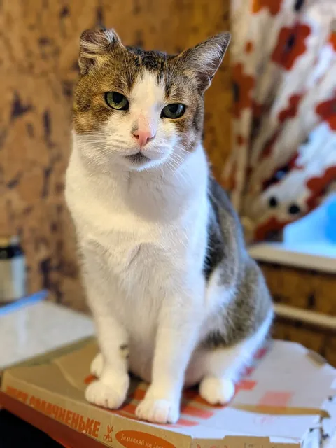 Warming his butt on a pizza box. Living life to the full