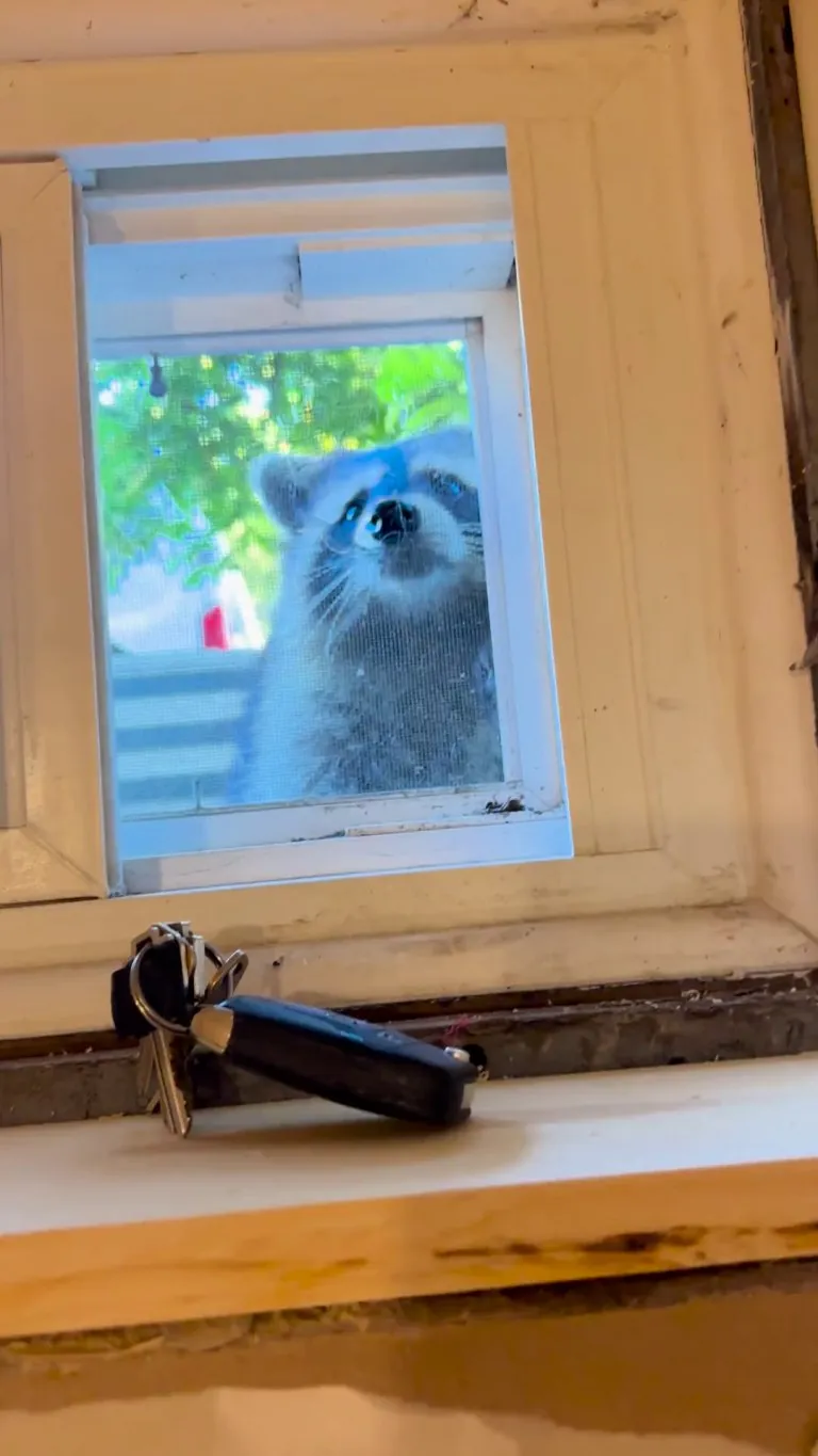 Little shit tried to steal my keys