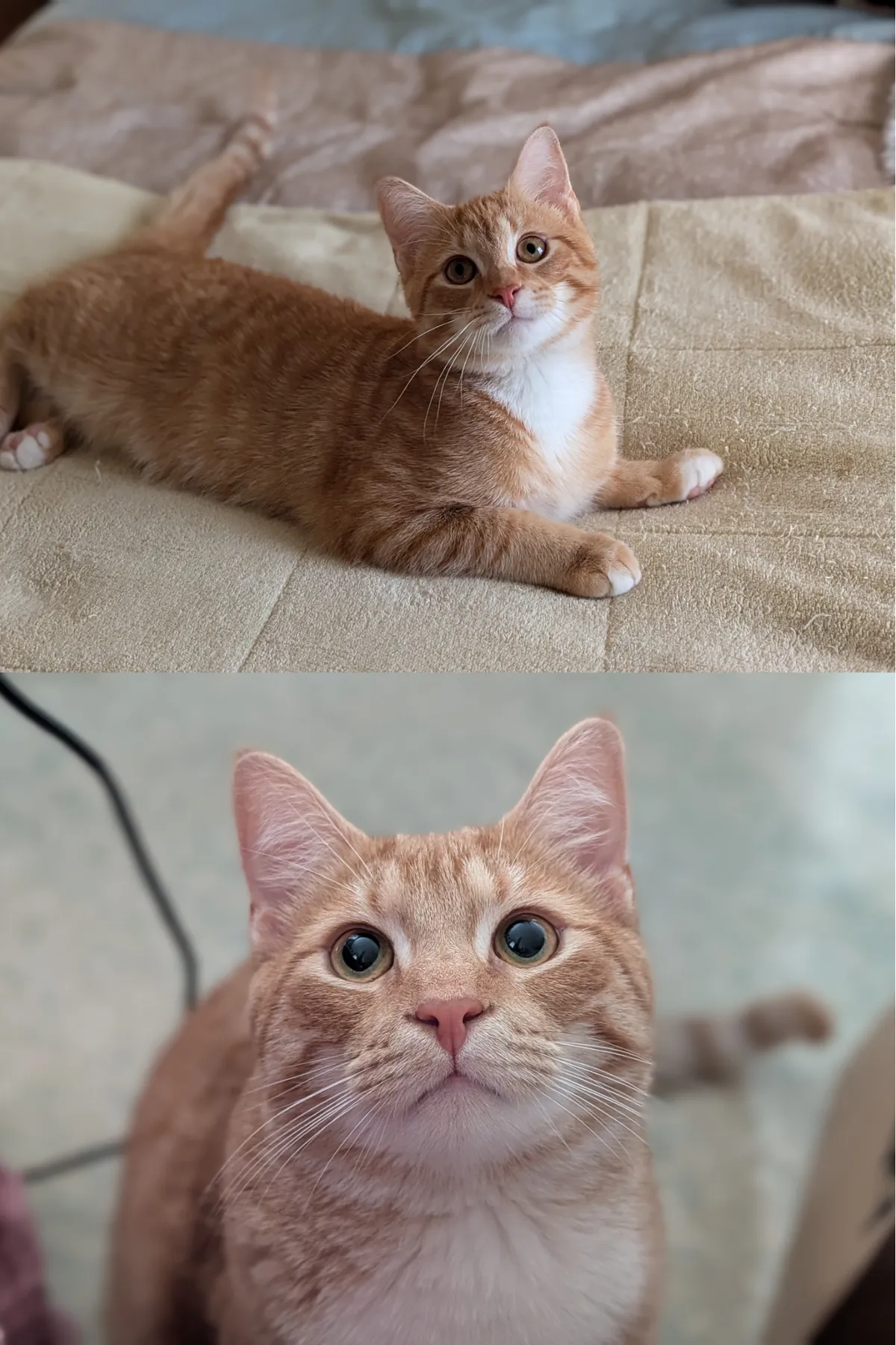 They grow up way too fast! Samwise turns ONE today - happy birthday silly boy!